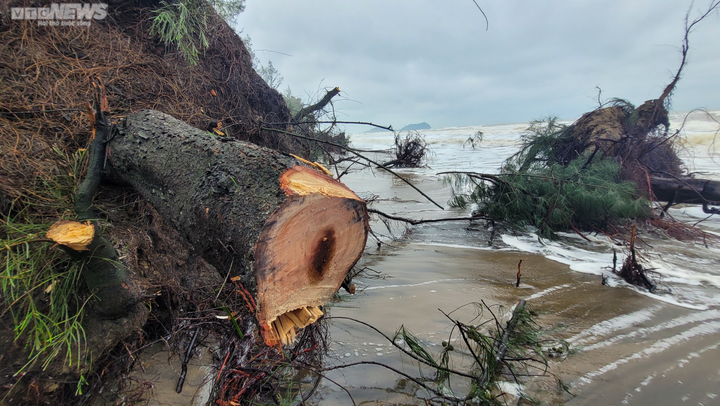 Ảnh: Sóng lớn quật nát rừng phòng hộ ven biển Hà Tĩnh - 5