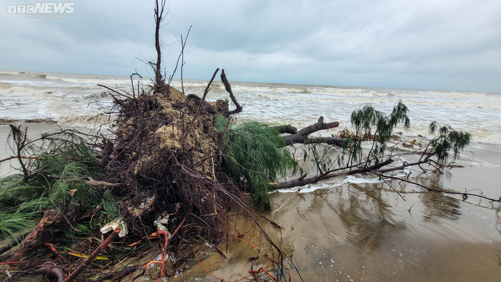 Ảnh: Sóng lớn quật nát rừng phòng hộ ven biển Hà Tĩnh - 9