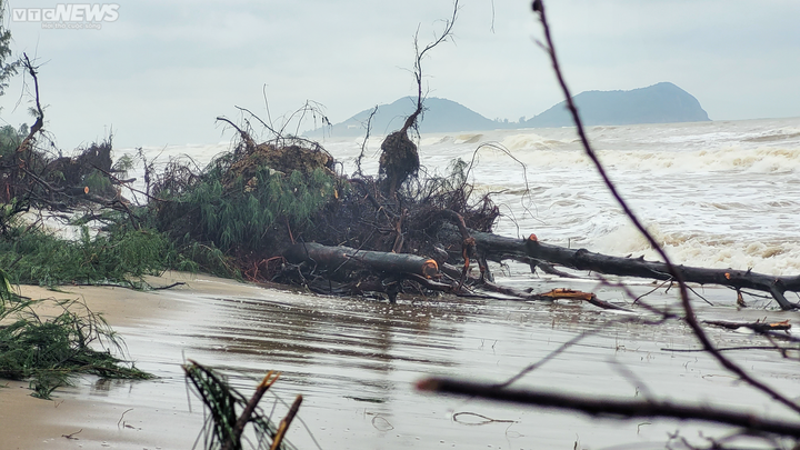 Ảnh: Sóng lớn quật nát rừng phòng hộ ven biển Hà Tĩnh - 10