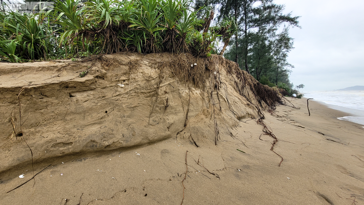 Ảnh: Sóng lớn quật nát rừng phòng hộ ven biển Hà Tĩnh - 3