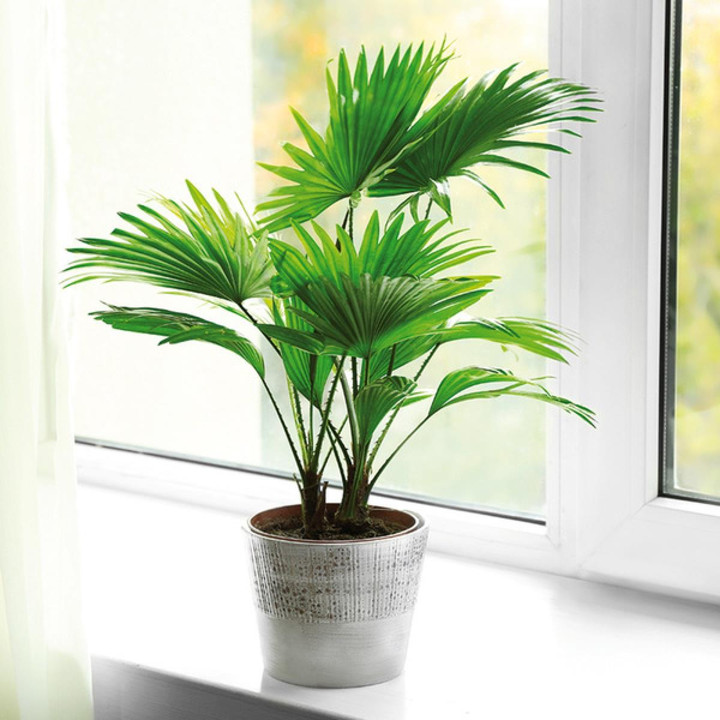 10 loại 'cây may mắn' mà dân văn phòng thích đặt ở góc bàn - 4