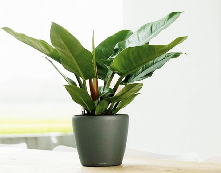 10 loại 'cây may mắn' mà dân văn phòng thích đặt ở góc bàn - 6