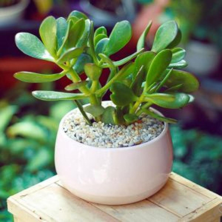 10 loại 'cây may mắn' mà dân văn phòng thích đặt ở góc bàn - 2