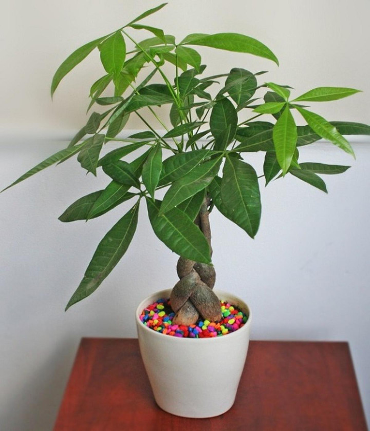 10 loại 'cây may mắn' mà dân văn phòng thích đặt ở góc bàn - 3