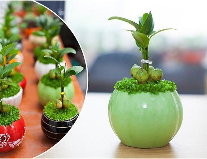 10 loại 'cây may mắn' mà dân văn phòng thích đặt ở góc bàn - 7