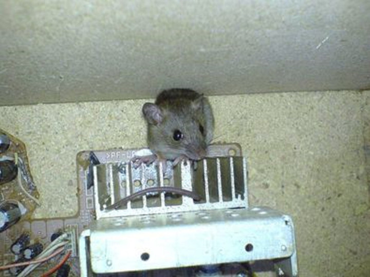 Dở khóc dở cười với ‘máy bắt chuột thế hệ mới’ được thanh niên vô tình phát hiện - 2