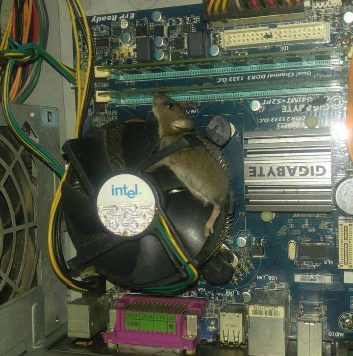 Dở khóc dở cười với ‘máy bắt chuột thế hệ mới’ được thanh niên vô tình phát hiện - 1