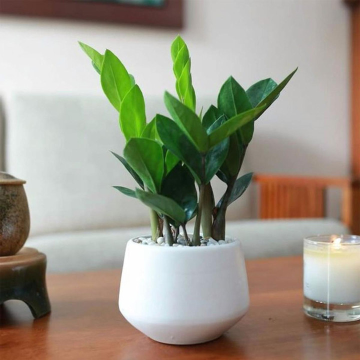 10 loại 'cây may mắn' mà dân văn phòng thích đặt ở góc bàn - 5