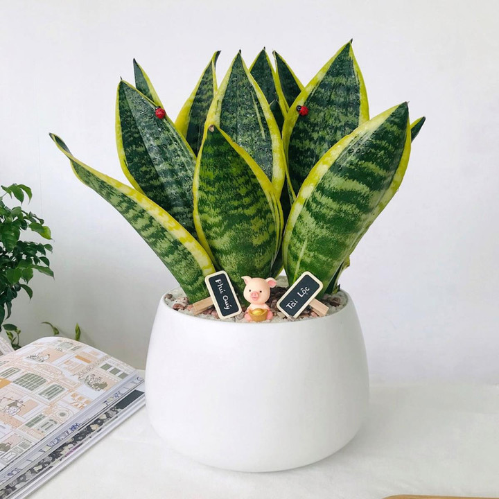 10 loại 'cây may mắn' mà dân văn phòng thích đặt ở góc bàn - 8