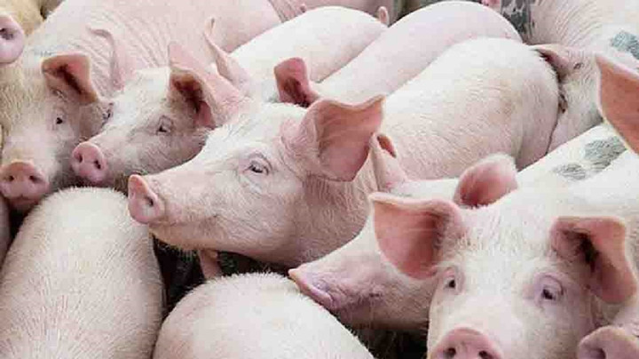 Giá heo hơi hôm nay 23/10: Đi ngang ở các tỉnh, thành - 1