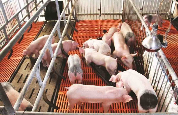 Giá heo hơi hôm nay 24/10: Ổn định giá trong cả nước - 2