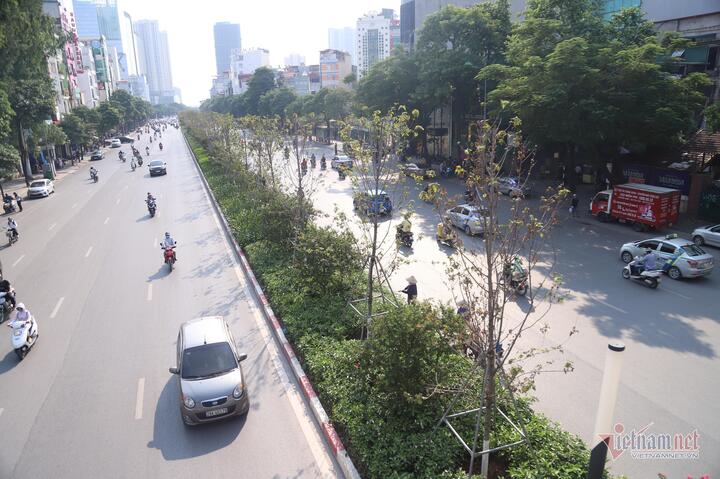 Hà Nội sẽ thay thế hàng loạt cây cong, già cỗi - 1