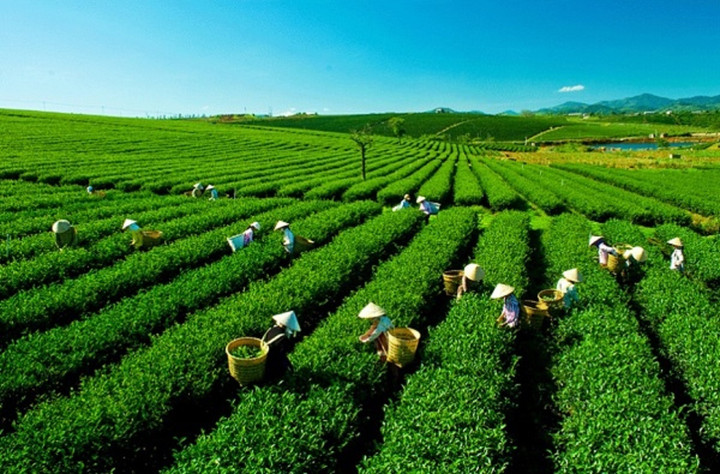 Liên kết vùng, kết nối tiêu thụ sản phẩm - sự sống còn của hợp tác xã - 2