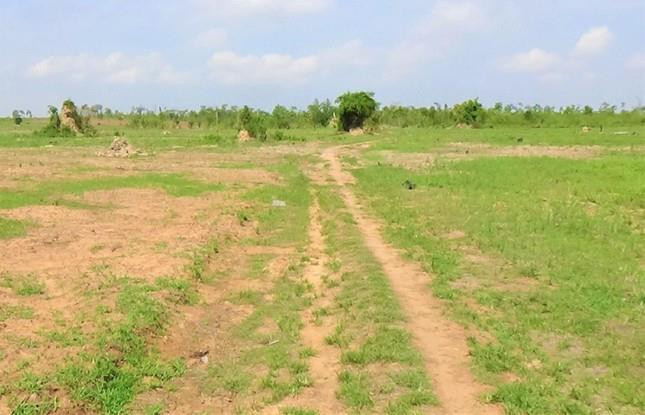 Để mất hơn nghìn héc-ta rừng tự nhiên, Giám đốc công ty bị xem xét kỷ luật - 1