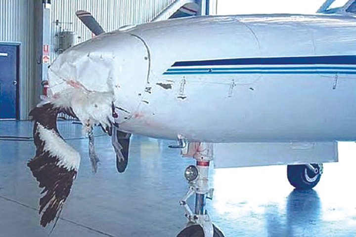 Tốn hàng trăm tỷ đồng vì máy bay liên tiếp va chạm với chim - 1