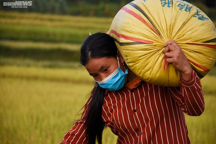 Ngắm cánh đồng lúa chín vàng tuyệt đẹp trên lưng chừng núi ở Quảng Ninh - 10