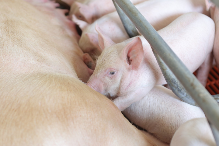 Nova Consumer nhận tài trợ vốn thành công 17,5 triệu USD từ quỹ DEG - 1