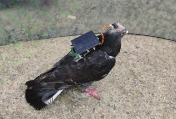 Trung Quốc thành công điều khiển chim bồ câu, có thể ứng dụng trong quân sự - 1