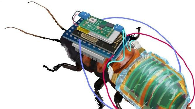 Trung Quốc thành công điều khiển chim bồ câu, có thể ứng dụng trong quân sự - 2