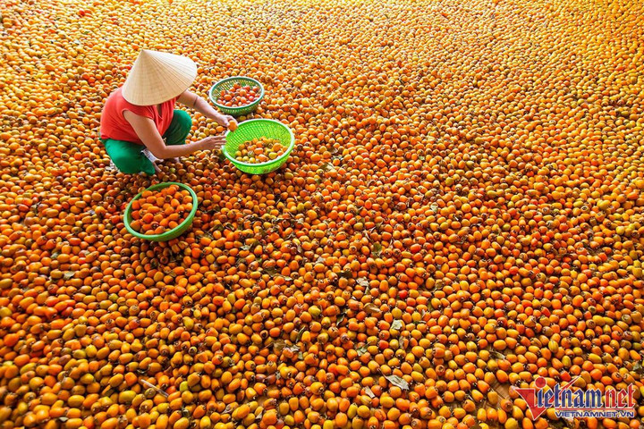 Vườn hồng trăm tuổi trĩu quả, cho thu nhập cao ở Nghệ An - 8