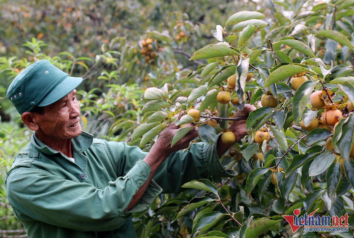 Vườn hồng trăm tuổi trĩu quả, cho thu nhập cao ở Nghệ An - 4