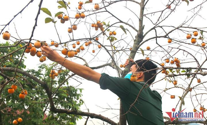 Vườn hồng trăm tuổi trĩu quả, cho thu nhập cao ở Nghệ An - 5