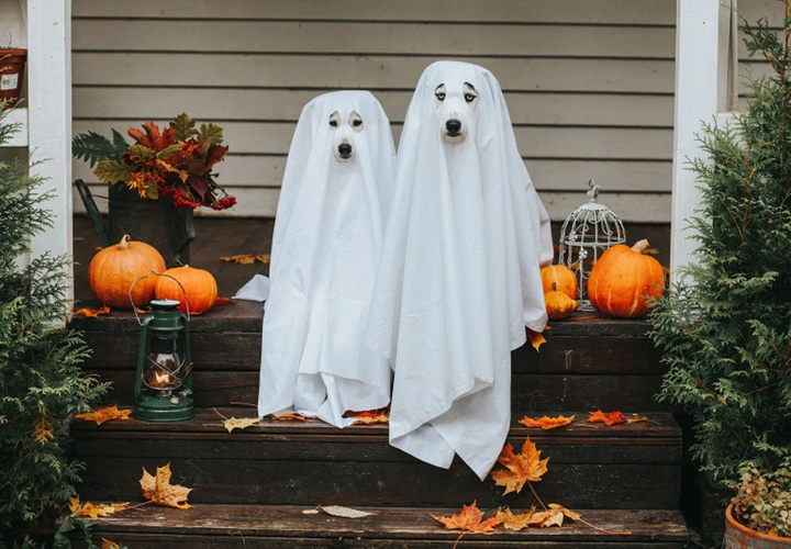 Những lời chúc Halloween 2022 ấn tượng và thú vị - 2