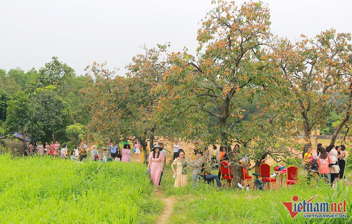 Vườn hồng trăm tuổi trĩu quả, cho thu nhập cao ở Nghệ An - 1