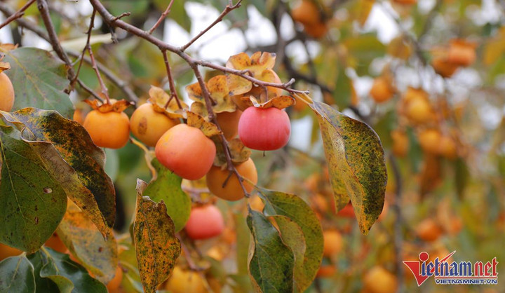 Vườn hồng trăm tuổi trĩu quả, cho thu nhập cao ở Nghệ An - 2