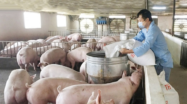Giá heo hơi hôm nay 31/10: Ổn định giá trong cả nước - 2