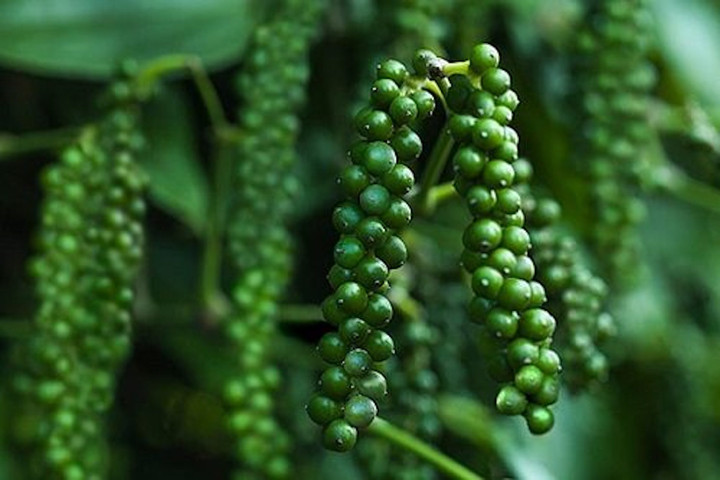 Giá tiêu hôm nay 31/10: Giảm từ 500 - 1.000 đồng/kg - 2