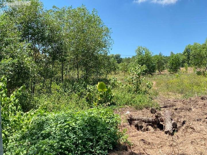 Dự án bãi đậu xe 'treo' hơn nửa thập kỷ sau khi san phẳng mộ vợ vua nhà Nguyễn - 1