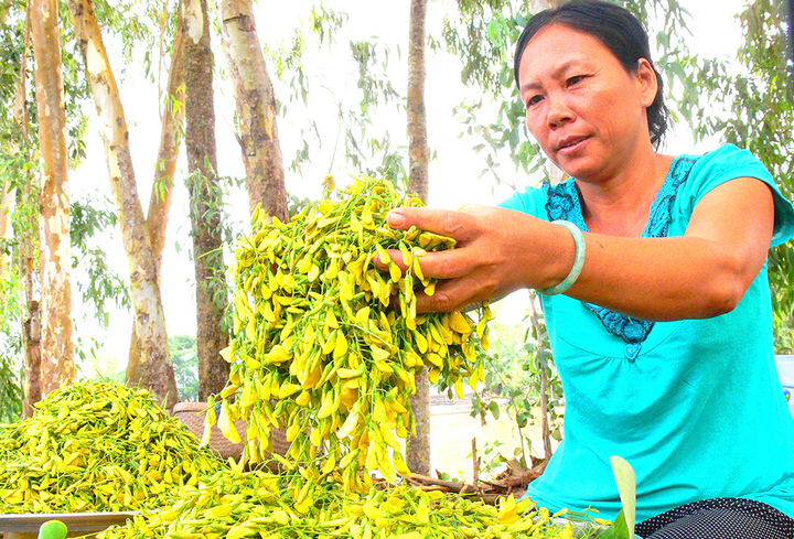 Vào mùa 'hái lộc dưới sông' - 2