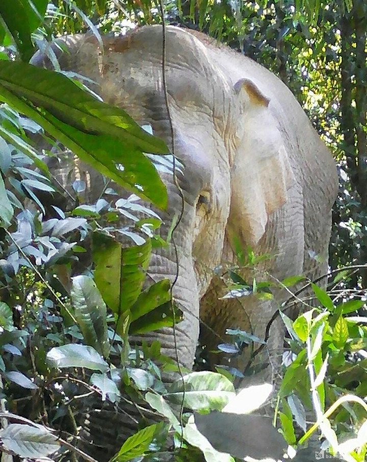 Gian nan 'xây tổ ấm' cho voi rừng - 2