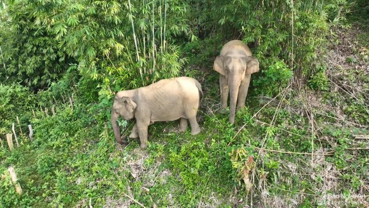 Gian nan 'xây tổ ấm' cho voi rừng - 1