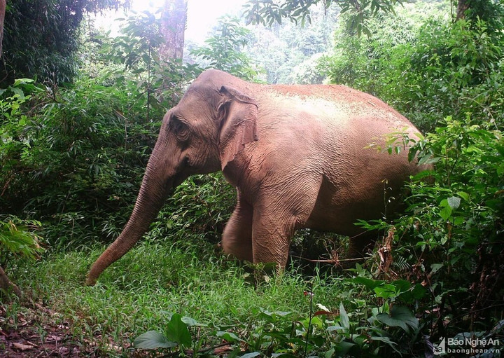 Gian nan 'xây tổ ấm' cho voi rừng - 3