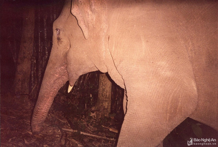 Gian nan 'xây tổ ấm' cho voi rừng - 4