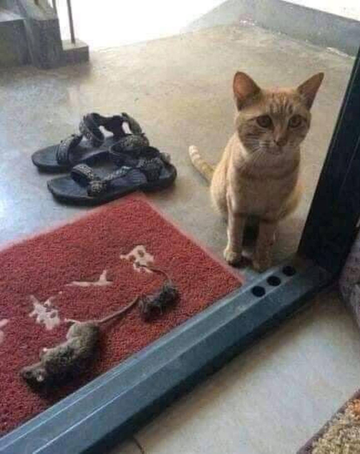 Khóc thét trước những món đồ kỳ lạ được 'hoàng thượng' tha về cho chủ - 6