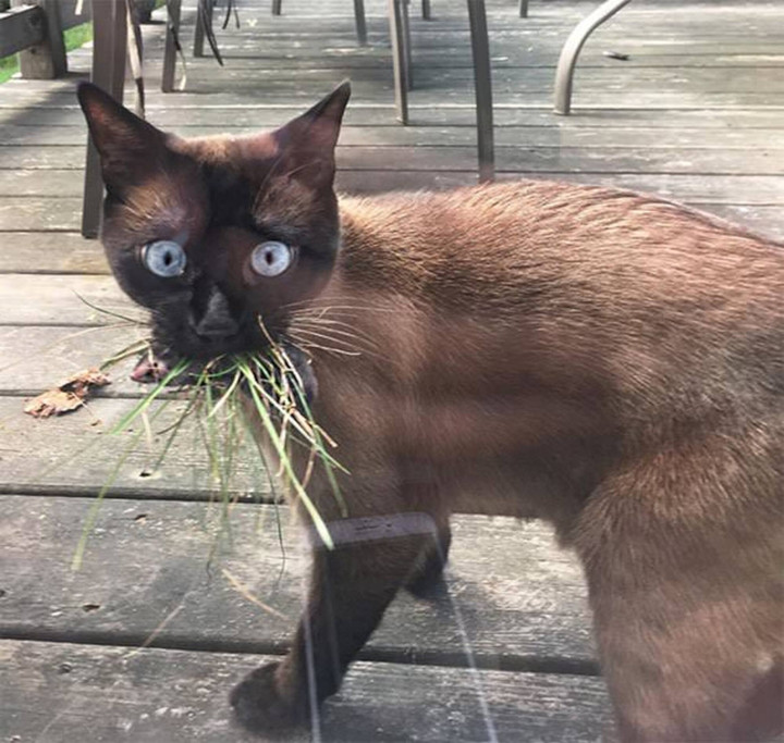 Khóc thét trước những món đồ kỳ lạ được 'hoàng thượng' tha về cho chủ - 8