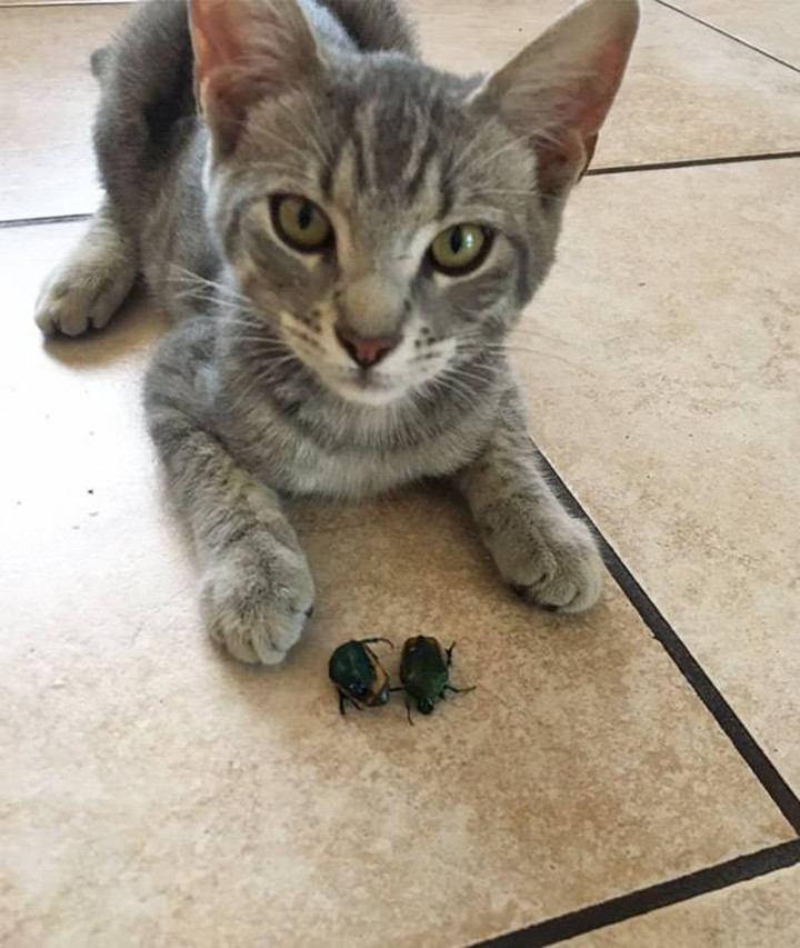 Khóc thét trước những món đồ kỳ lạ được 'hoàng thượng' tha về cho chủ - 7