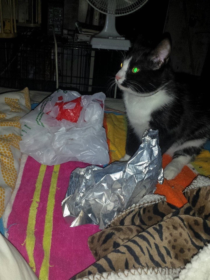 Khóc thét trước những món đồ kỳ lạ được 'hoàng thượng' tha về cho chủ - 9