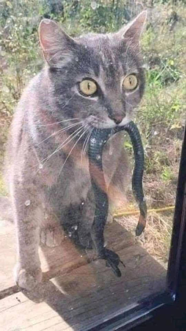 Khóc thét trước những món đồ kỳ lạ được 'hoàng thượng' tha về cho chủ - 2