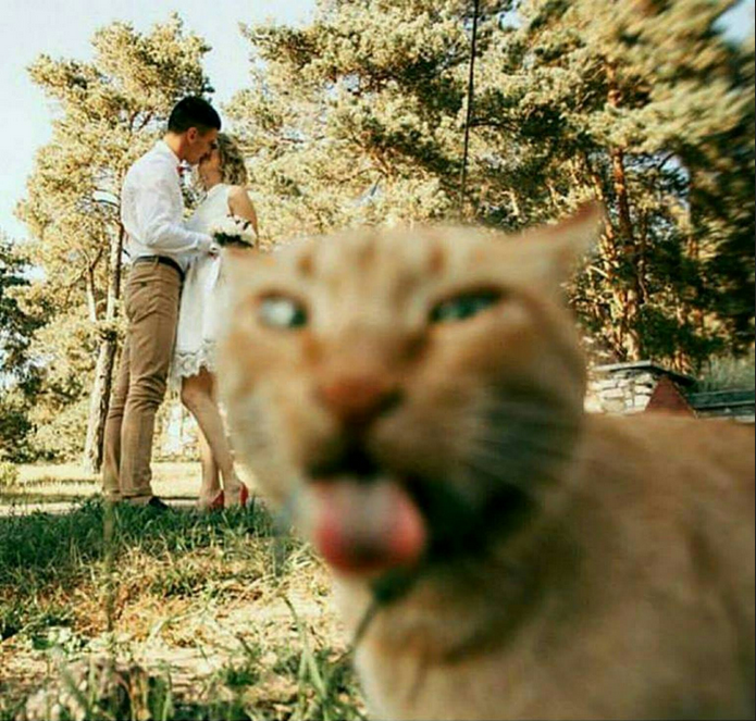 Cười ngất trước biểu cảm khó đỡ của động vật khi được phát 'cẩu lương' - 3