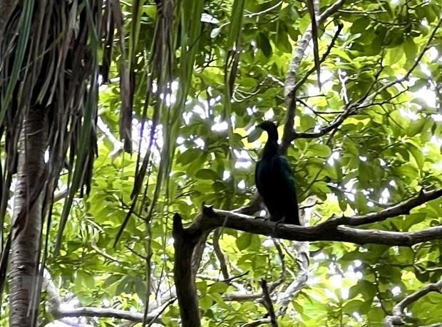 Bồ câu quý hiếm Nicoba xuất hiện tại Vườn Quốc gia Côn Đảo - 3