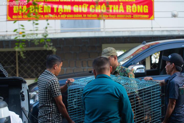 Theo chân đội bắt chó thả rông ở TP.HCM - 7