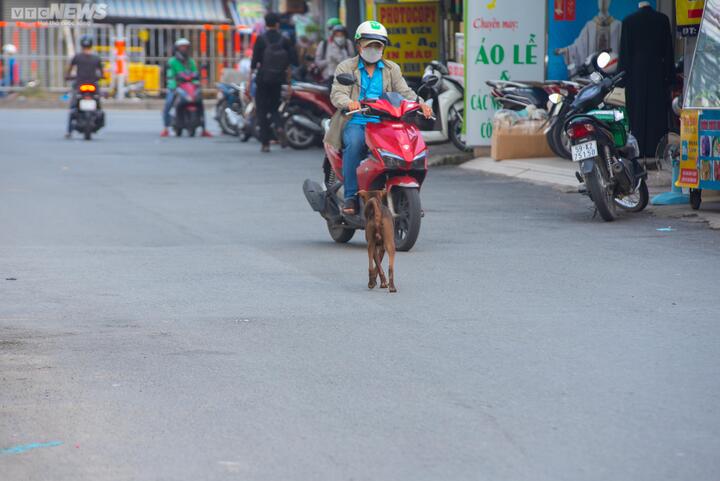 Theo chân đội bắt chó thả rông ở TP.HCM - 3
