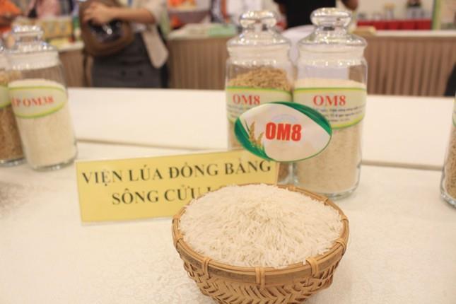 Gạo ST25 mất ngôi số 1 Việt Nam - 3