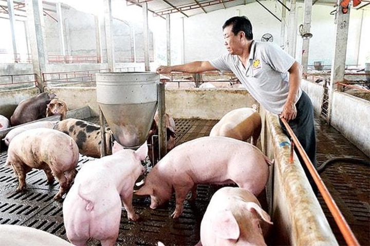 Giá heo hơi hôm nay 7/11: Giá heo hơi ổn định - 1