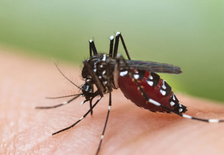 Một huyện thuộc Hà Nội ghi nhận hơn 1.000 ca mắc sốt xuất huyết - 1