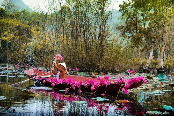 Check-in hoa súng nở rộ rực rỡ tại dòng suối xinh đẹp ở vùng ngoại thành Hà Nội - 3